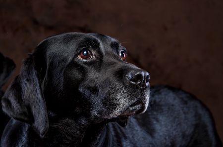 Stylised dog portrait