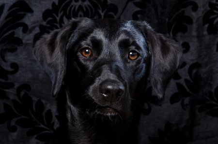 Stylised dog portrait